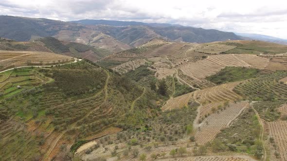 Terrace Vineyards of Douro Region, Portugal