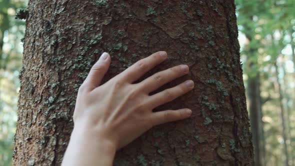 Woman Touches Thick Tree Trunk with Green Moss in Forest