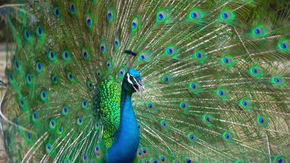 Peacock bird displaying out spread tail feathers with colorful plumage in zoo park.