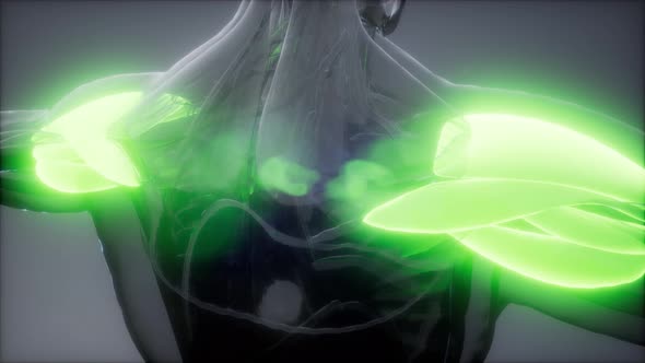 Deltoid - Visible Muscle Anatomy Map alt