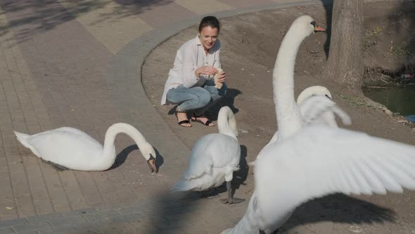 Feed the swans in the park.