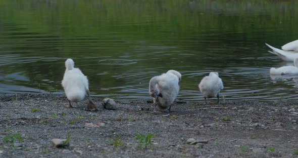 Baby swan in the lake