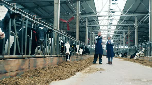 Two Cowhouse Workers are Talking Next to the Cows