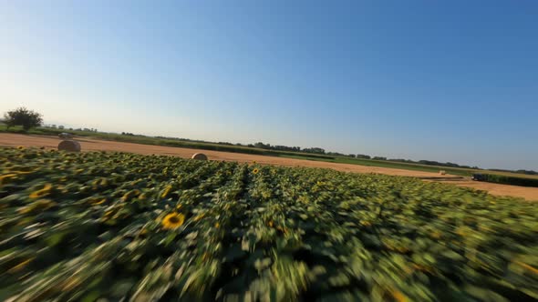 Dynamic Drone Shot Over Endless Fields with Blooming Sunflowers