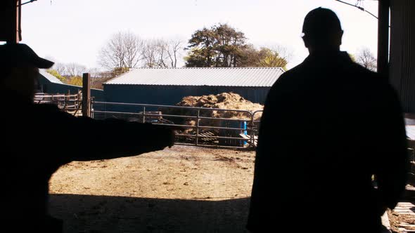 Two cattle farmers interacting with each other while walking