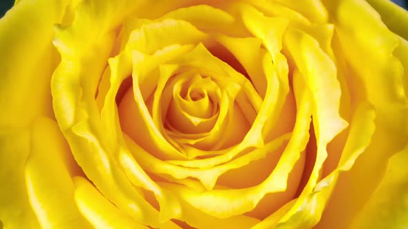 Yellow rose opening blossom in time lapse