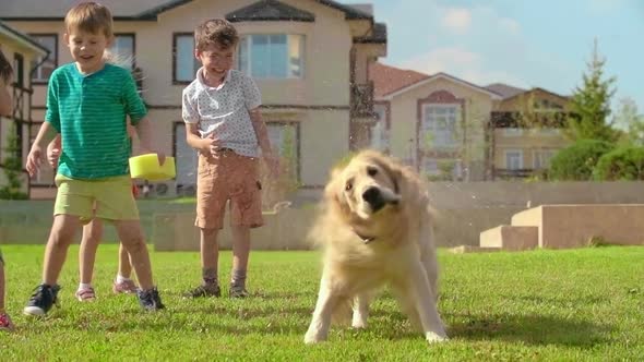 Dog Shaking Off Water