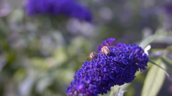 European Honey Bees Pollinating And Taking Off From Buddleia