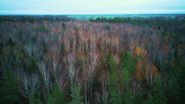 Autumn Trees Forest Landscape Aerial Shot, With Coniferous Wood Olden Foliage