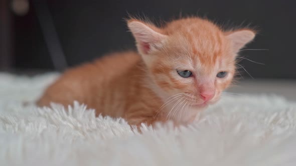 Cute Little Kitten on a Furry White Blanket