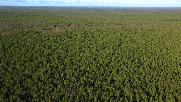 Flying Over the Boundless Siberian Taiga That Stretches Beyond the Urals