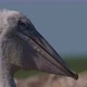 Young Dalmatian Pelican or Pelecanus Crispus in a Wild - VideoHive Item for Sale