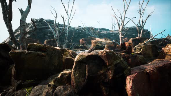 Lava Stone Field with Dead Trees and Plants