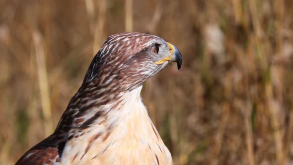 Closeup of a Female Ferruginous Hawk