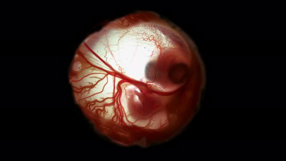 Heartbeat and Movement of Blood Through the Vessels of a Chicken or Quail Embryo in an Egg