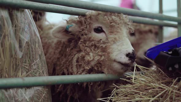 Greyface Dartmoor Sheep Trying To Get Out Of The Cage During An Agricultural Show In England, UK - C