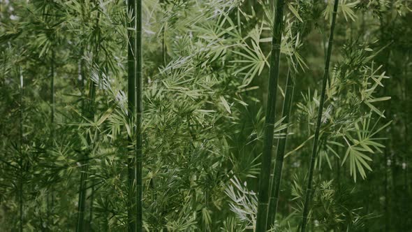 Bamboo Forest in Southern China