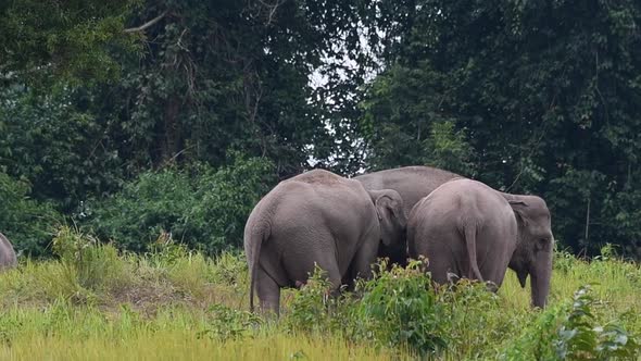 Indian Elephant, Elephas maximus indicus, Thailand; family facing to the right protecting their youn