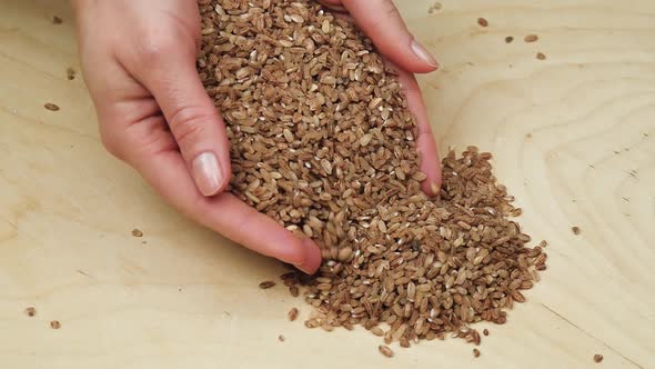 Female Hands Close-up Holding a Handful of Red Uzbek Rice. The Figure Slowly Pours.