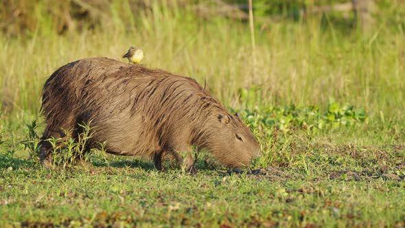 Tiny yellow cattle tyrant riding on top of a pregnant capybara while it forages on the ground for de