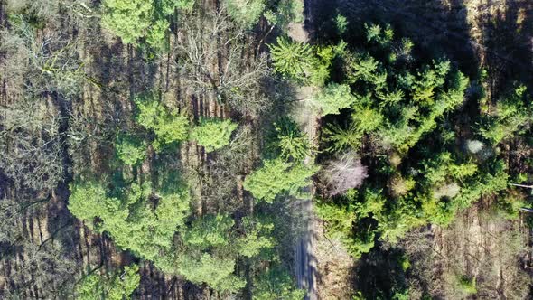 Aerial view of wonderful forest with multicolored trees in Poland