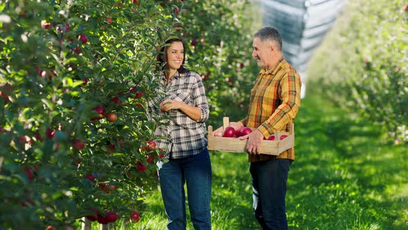 Organic Fruits Orchard Farmer Man and His Wife