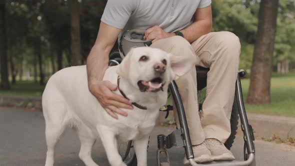 Happy Man in Wheelchair with His Dog in Park