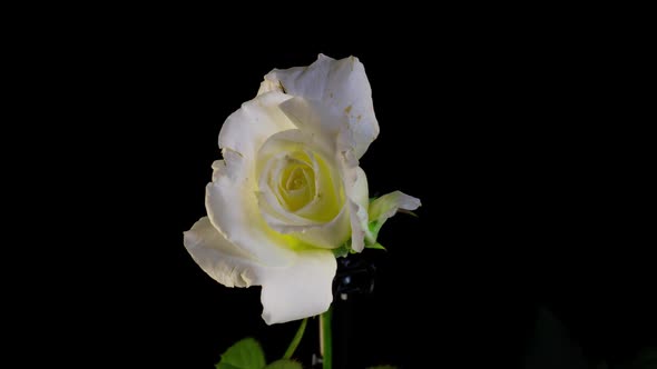 Beautiful Opening White Rose Isolated on Black Background