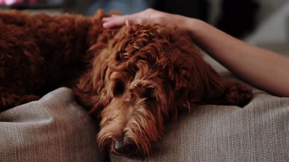 Close Up Portrait of a Brown Labradoodle Lying on the Couch and Stroked By a Child's Hand