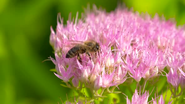 Sweet Flower in Honeyed Bee Honey