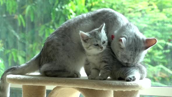 British Shorthair Cat Kissing Her Kitten With Love On Cat Tower