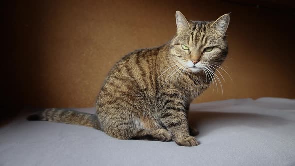 Funny Portrait Arrogant Shorthaired Domestic Tabby Cat Posing on Dark Brown Background