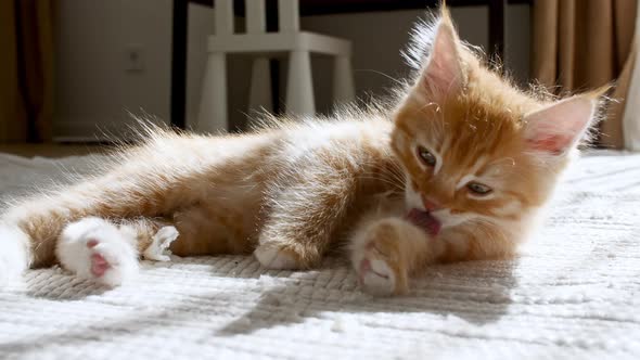 Ginger Kitten is Basking in the Lights of a Sun and Shadows