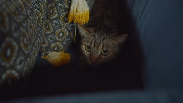 Scared Cute Tabby Female Cat Hiding on Sofa