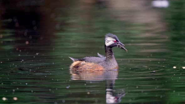 Close view of a cute White-tufted Grebe fishing on a pond.