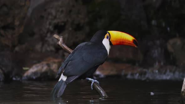 Impressive Toco Toucan on branch above water grooming itself, scratches bill