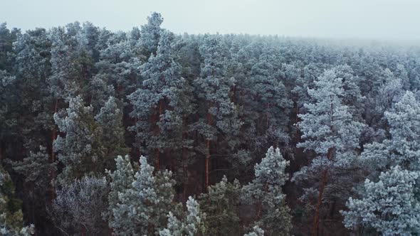 Flying over beautiful pine trees in winter. 