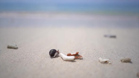 Small Funny Playful Hermit Crab Running Through Seashells on the Sandy Coastline with the Wavy Ocean