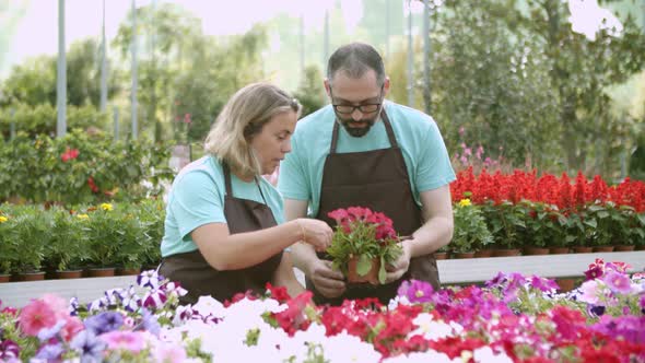 Couple of Gardeners Wearing Aprons Taking Care About Flowers