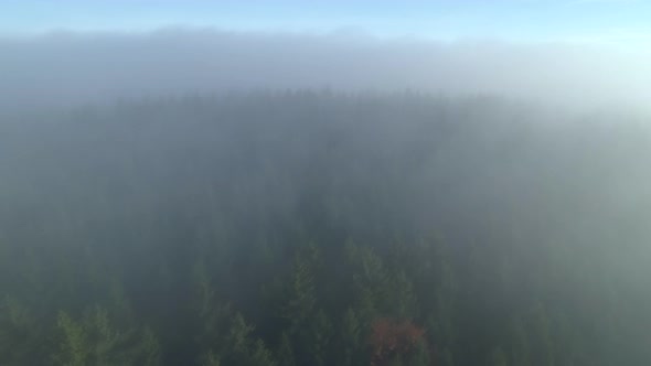 Aerial view of forest through fog, autumn, Black Forest, Germany