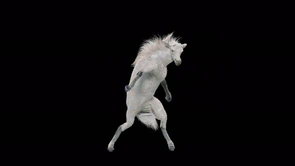 65 White Horse Dancing 4K alt