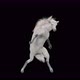 65 White Horse Dancing 4K - VideoHive Item for Sale