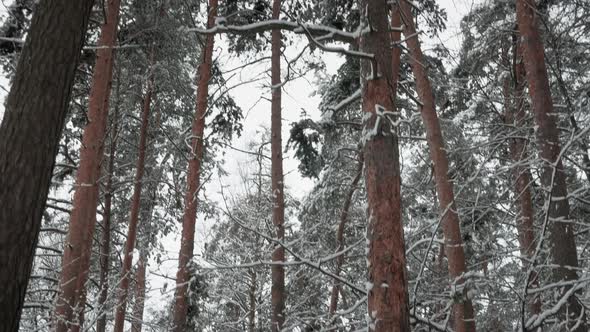 Walking Motion In Winter Snowy Forest Park