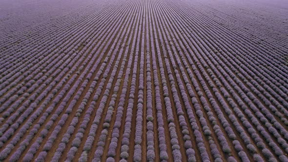 Aerial drone flight above large lavender field