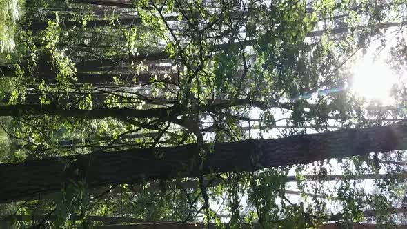 Vertical Video Aerial View Inside a Green Forest with Trees in Summer