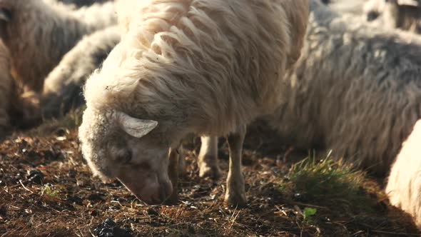 Close Up of Sheep Resting on Pasture