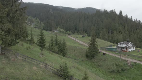 Ukraine, Carpathians: Cow in the Mountains. Aerial, Gray, Flat