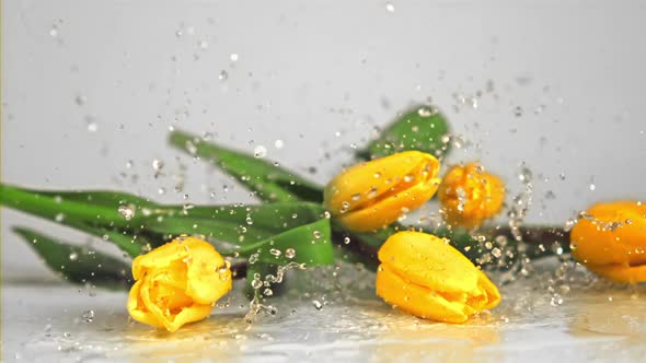 Super Slow Motion Tulip Flowers Fall with Splashes on the Water