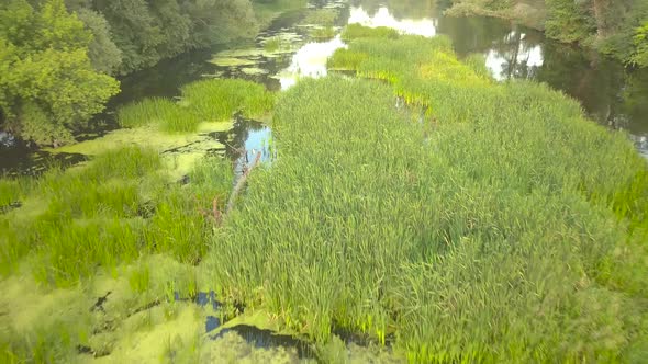 Flight Over the River Overgrown with Grass Ukraine Surrounded By Trees  Aerial Videotaping