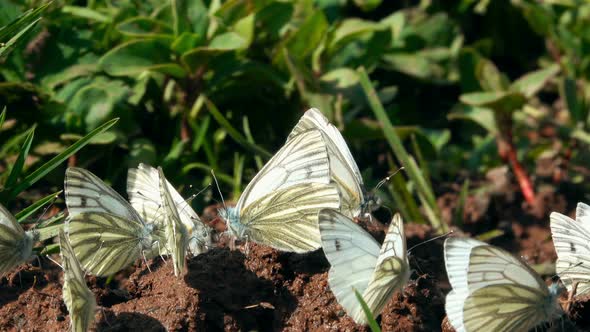 Butterflies 7